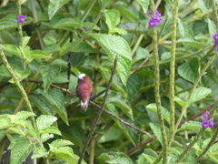 Microchera albocoronata