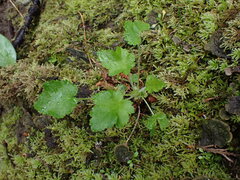 Heuchera micrantha
