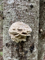 Climacodon septentrionalis