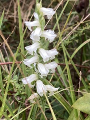 Spiranthes