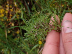 Poa