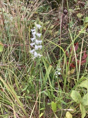 Spiranthes