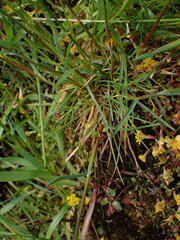 Poa