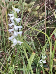 Spiranthes