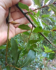 Amphibolips