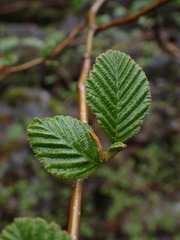 Alnus rubra