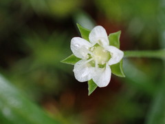 Moehringia macrophylla