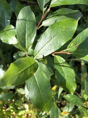 Salix glauca