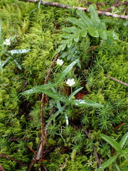 Moehringia macrophylla