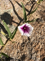 Ipomoea longifolia