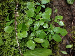 Valeriana sitchensis