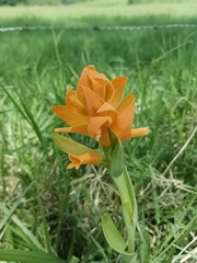 Dichromanthus aurantiacus