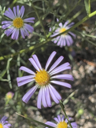 Image of Symphyotrichum spathulatum by no rights reserved