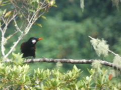 Psarocolius montezuma