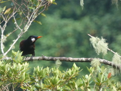 Psarocolius montezuma