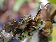 Pseudocyphellaria