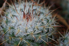 Mammillaria bombycina