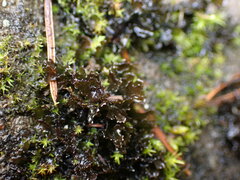 Scytinium palmatum