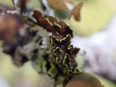 Pseudocyphellaria