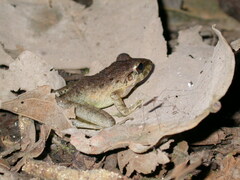 Craugastor crassidigitus