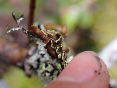 Pseudocyphellaria