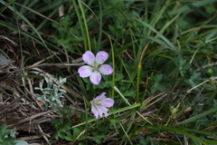 Geranium hayatanum