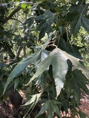 Platanus wrightii