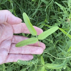 Strophostyles leiosperma