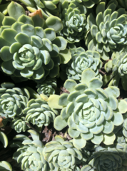 Echeveria elegans