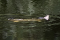 Apalone ferox