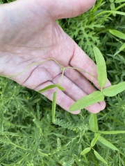 Strophostyles leiosperma
