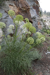 Angelica lineariloba