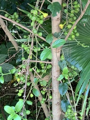 Ficus hispida