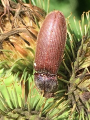 Melanotus