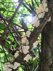 Favolus brasiliensis