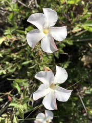 Mandevilla brachysiphon