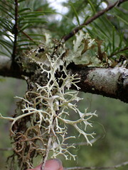 Evernia prunastri