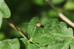 Rilaena triangularis