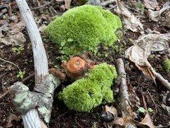 Calostoma cinnabarinum