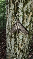 Sphinx canadensis