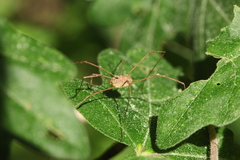 Rilaena triangularis