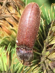 Melanotus