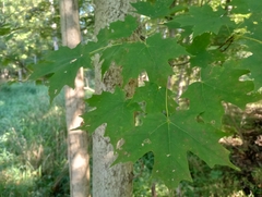 Acer saccharum