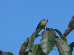 Coereba flaveola