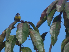 Coereba flaveola