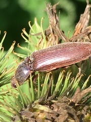 Melanotus