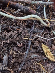 Lumbricus terrestris