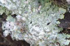 Punctelia caseana