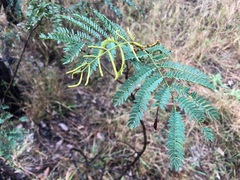 Acacia glaucocarpa