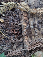 Lumbricus terrestris